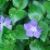 Vinca major.jpg